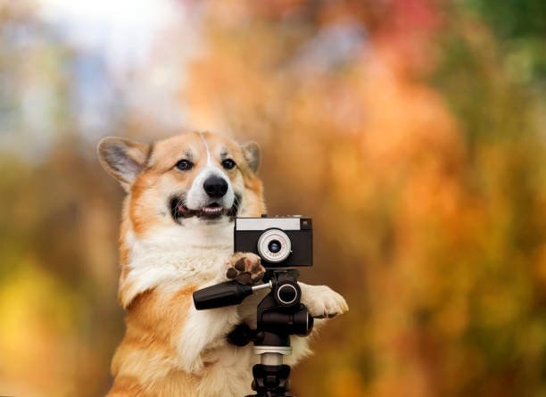 Pet photography — Corgi with vintage camera, Nimadi Pet Photography