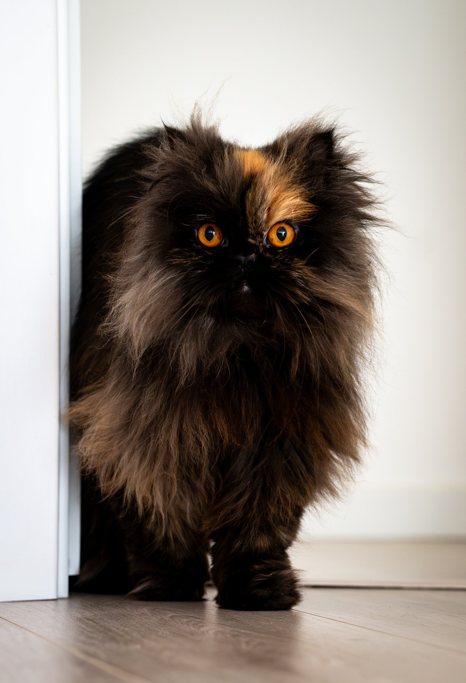 Whiskers and Window Light