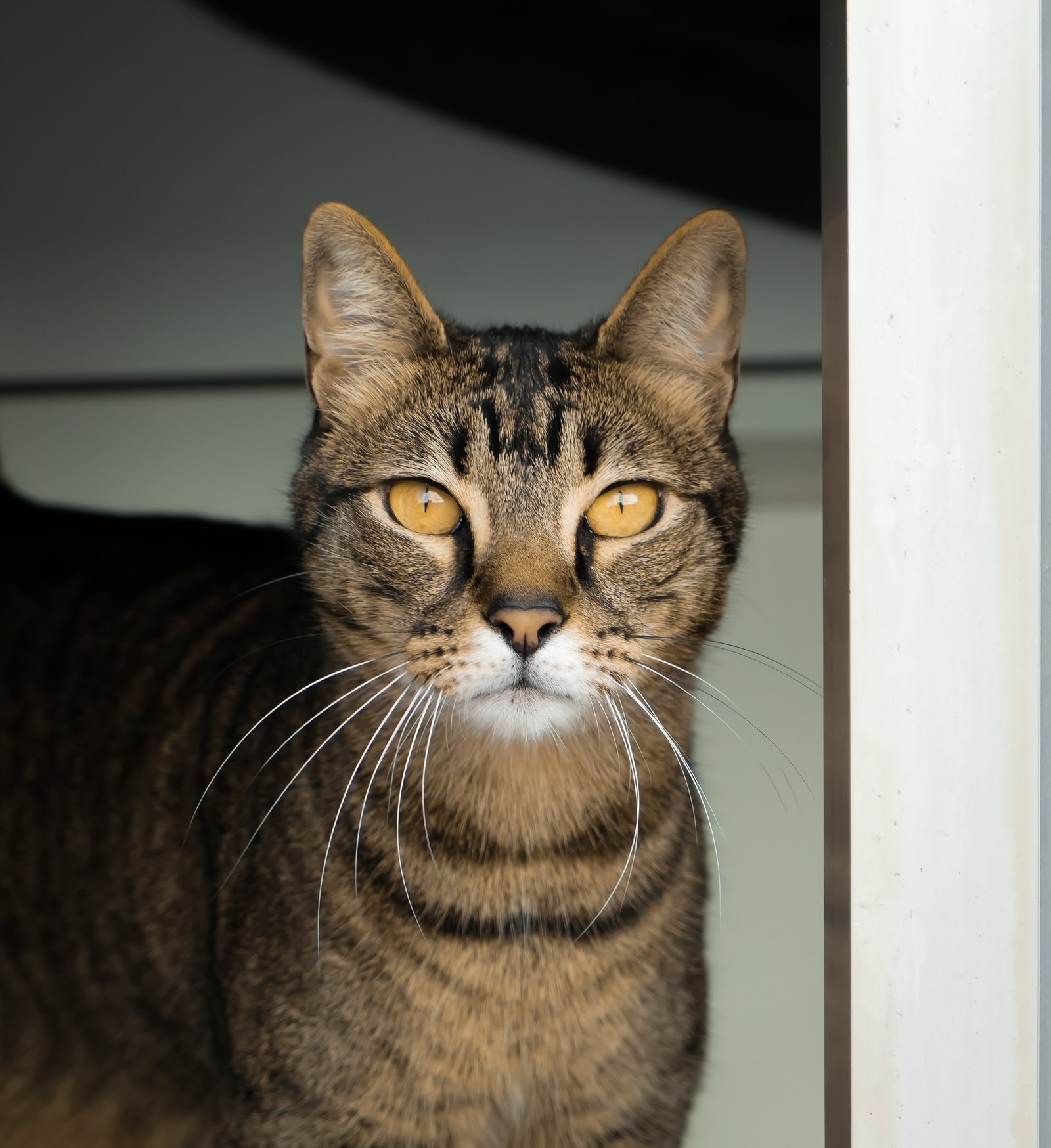 Rescue Day Celebration